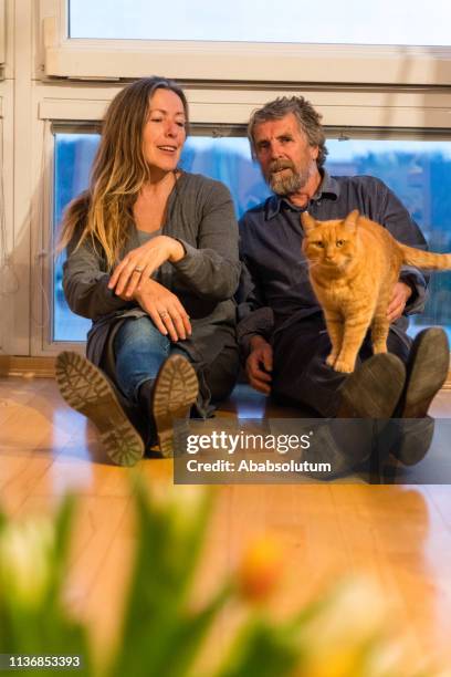senior couple playing with ginger cat on the wooden floor - tulips cat stock-fotos und bilder
