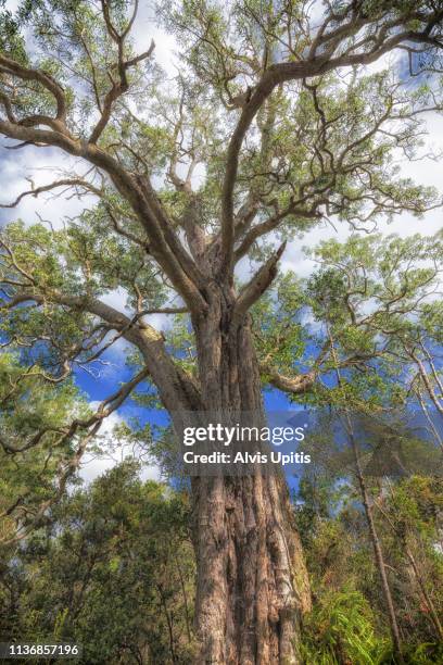 Koe Tree Koa Tree Hawaii Photos and Premium High Res Pictures - Getty Images