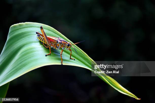 eastern lubber grasshopper resting on a tropical leaf against dark background - grasshopper stock pictures, royalty-free photos & images