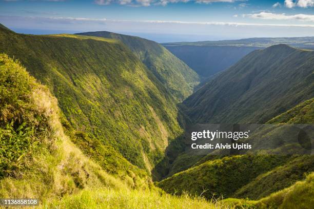 view towards waipio valley through alakahi valley on hawaii island - waipio valley stock-fotos und bilder