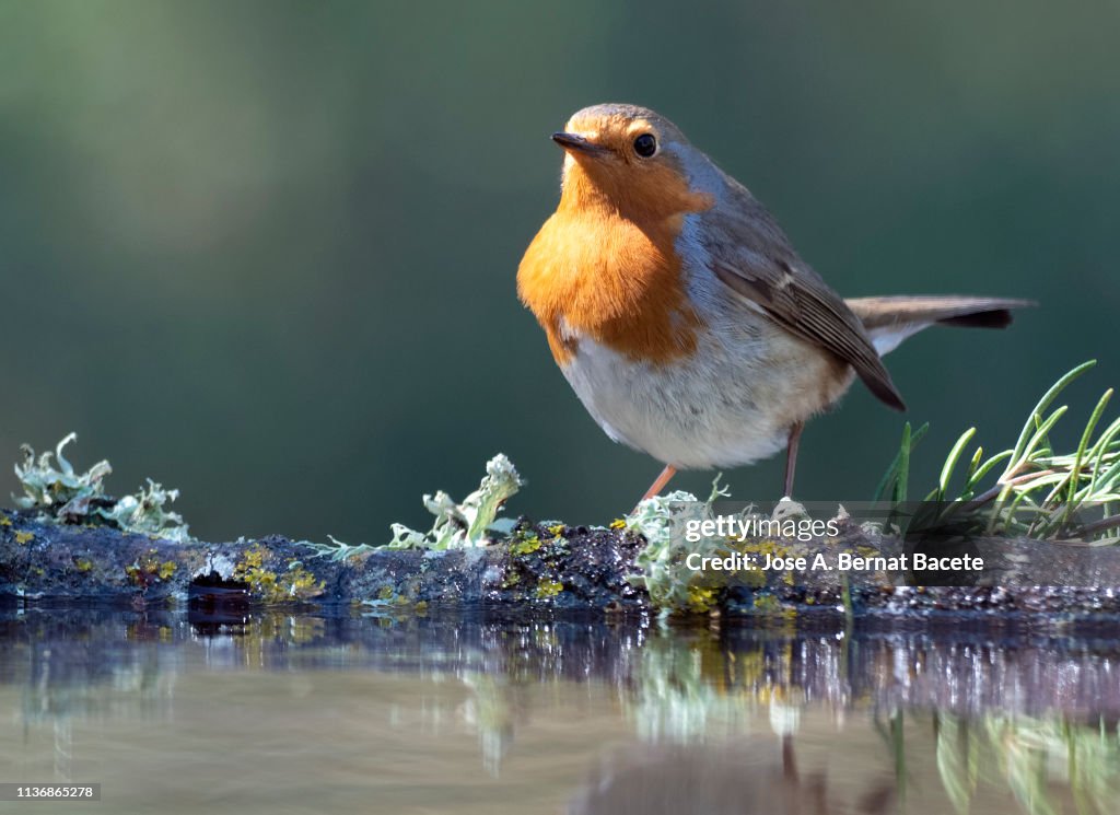 Robin Rocking Water Closeup Of Robin On A Stone Inside A Water Puddle Eating And Drinking ...