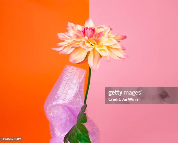 single flower stem wrapped in bubble pack - luftpolsterfolie stock-fotos und bilder