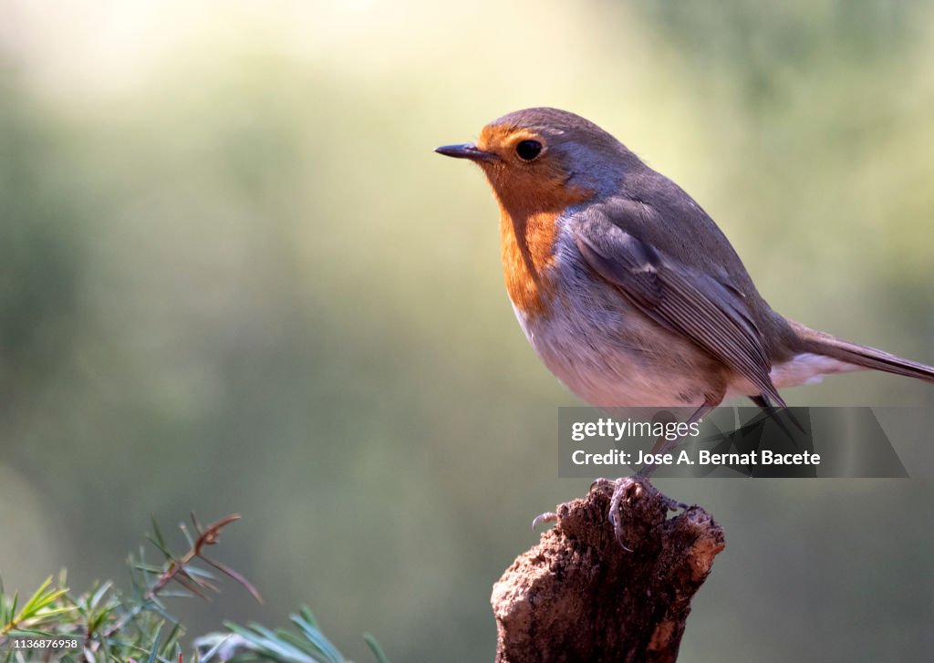 Robin In Nature Closeup Of Robin Standing On A Branch In The Nature High-Res Stock ...
