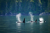 Three orcas or killer whales in a row