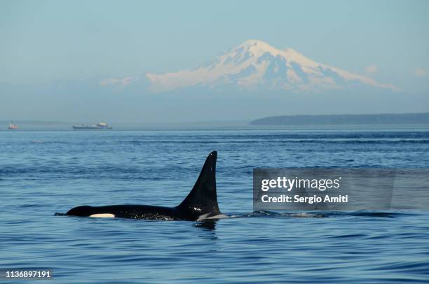 southern resident killer whale with mt baker - pod group of animals stock pictures, royalty-free photos & images