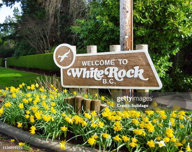 white rock british columbia cartello d'ingresso con narcisi primaverili - white rock columbia britannica foto e immagini stock