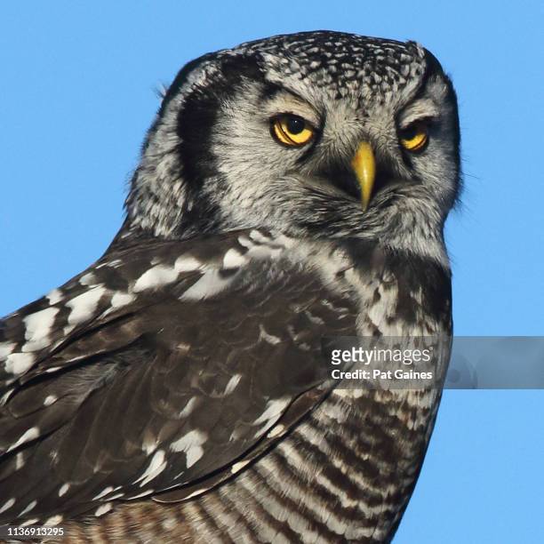 northern hawk owl with wry expression - animal meme stock pictures, royalty-free photos & images
