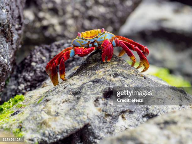 cangrejo de roca roja en las islas galápagos - crab fotografías e imágenes de stock