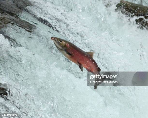 salmon jumping up a waterfall - deposizione di uova di pesce foto e immagini stock