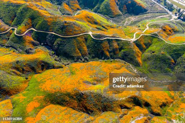 lucht panorama van papaver bloei - zuidelijk californië stockfoto's en -beelden