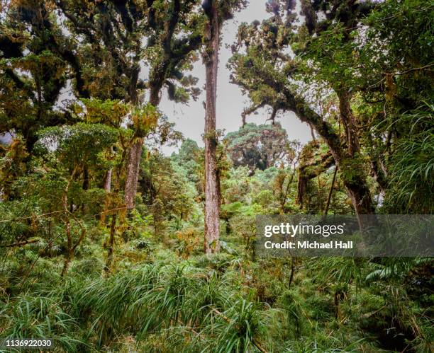 cloud forest, panama - panama forest stock pictures, royalty-free photos & images