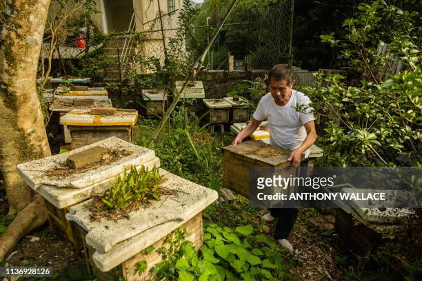 This photo taken on February 14, 2019 shows beekeeper Yip Ki-hok holding a Langstroth hive at his apiary in Hong Kong, after he removed a...