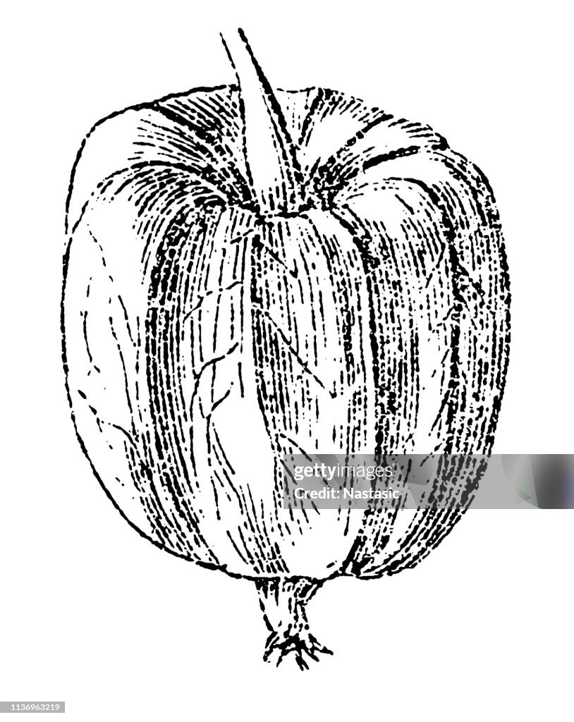 Physalis alkekengi (bladder cherry, Chinese lantern, Japanese-lantern, strawberry groundcherry, or winter cherry