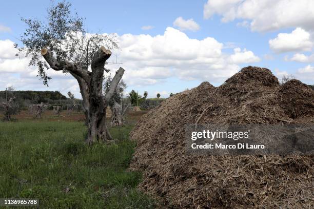 Olive trees pruned completely because they suffer from Xylella fastidiosa are seen next to heaps of chopped olive twigs on April 10, 2019 in Maglie,...