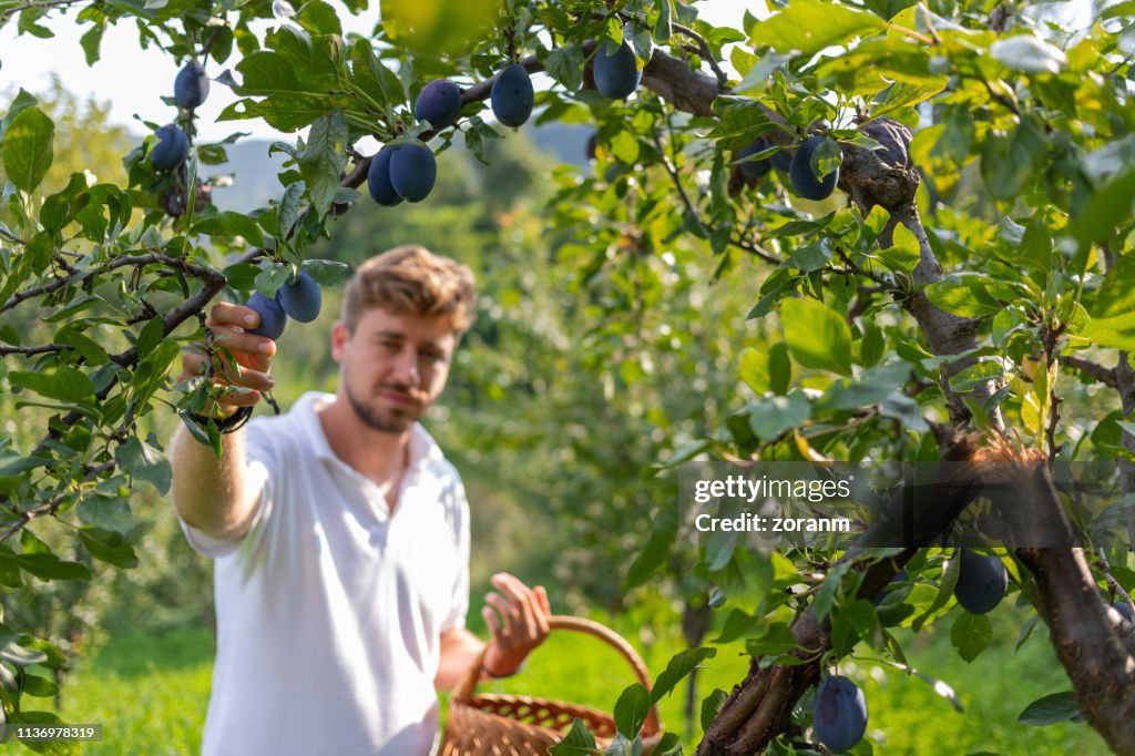 Young man with wicker basket picking plums