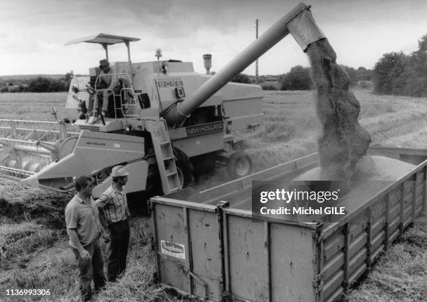 Moissonneuse-batteuse dans un champ de blé, dans la Sarthe, dans les années 1980, France.