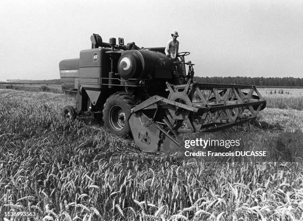Moissonneuse-batteuse dans un champ de blé, dans les Landes, en 1980, France.