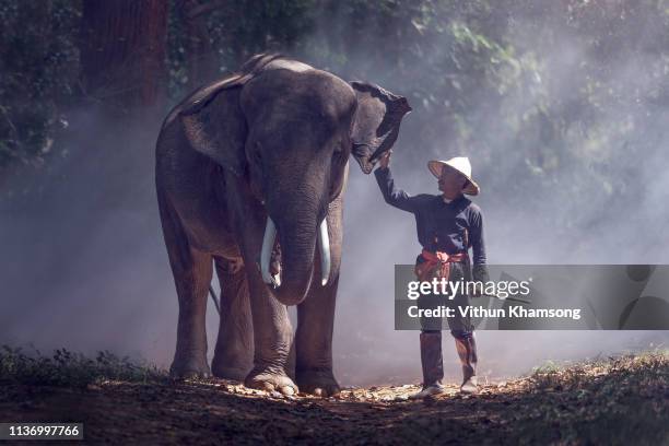 elephant and herdsman - elephant surin stockfoto's en -beelden