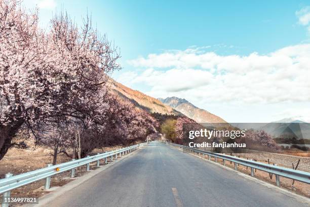 peach tree road in the tibet linzhi area,west china - peach blossom stock pictures, royalty-free photos & images