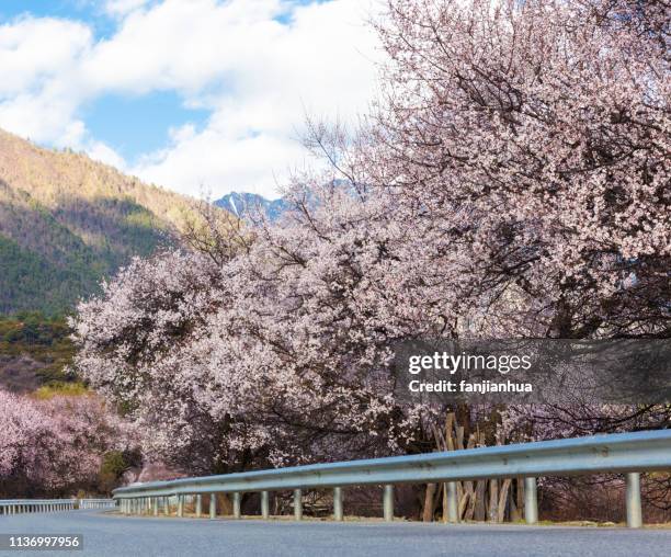 peach tree road in the tibet linzhi area,west china - 桃の花 ストックフォトと画像