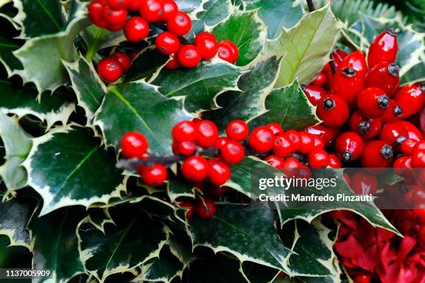 christmas in italy . red decorations . - azevinho imagens e fotografias de stock