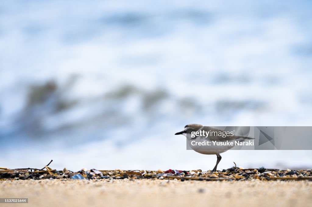 Plover on Beach