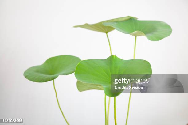 water lily with white background - lotus flower studio stock pictures, royalty-free photos & images
