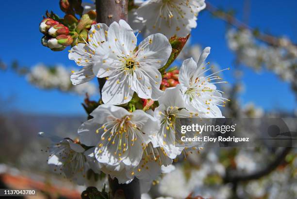 flor de cerezo (cherry blossoms), valle del jerte. - flor de cerezo stock-fotos und bilder
