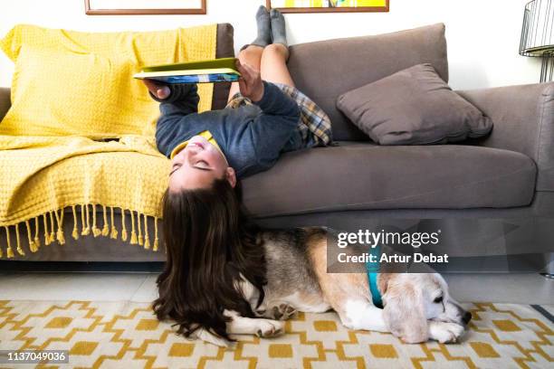 funny girl upside down in the sofa with the tablet and beagle dog at home. - girl on couch with dog foto e immagini stock
