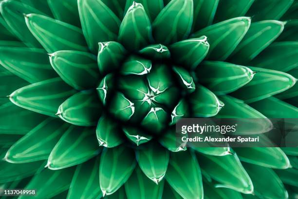 close up view of green cactus leaves - macrofotografia foto e immagini stock