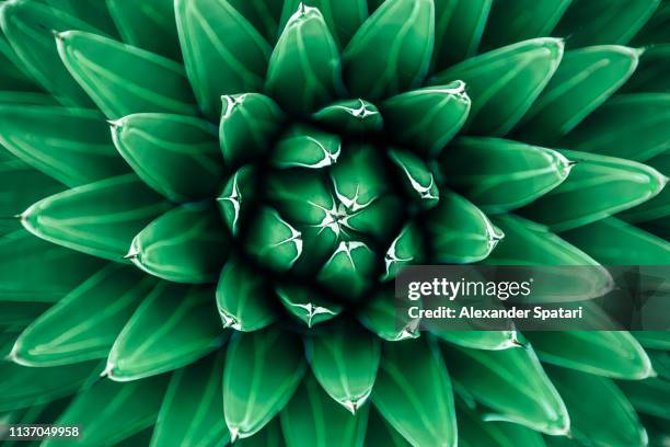 close up view of green cactus leaves - green floral pattern stock pictures, royalty-free photos & images