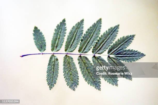 single green wild ash leaf on white background - ash tree stock-fotos und bilder