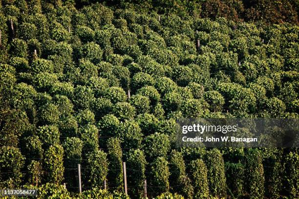 pepper plantations, ratanakiri, cambodia - kampot stock pictures, royalty-free photos & images