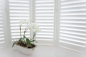 Orchid shutters