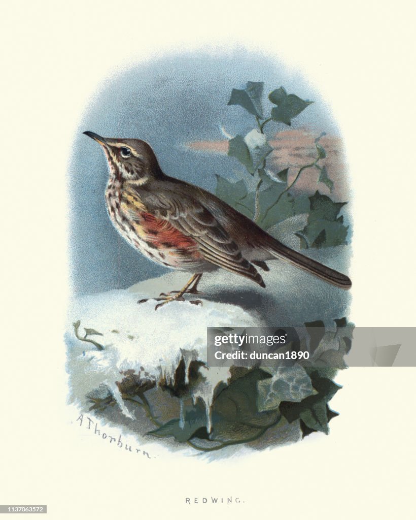 Natural history, Birds, redwing (Turdus iliacus)