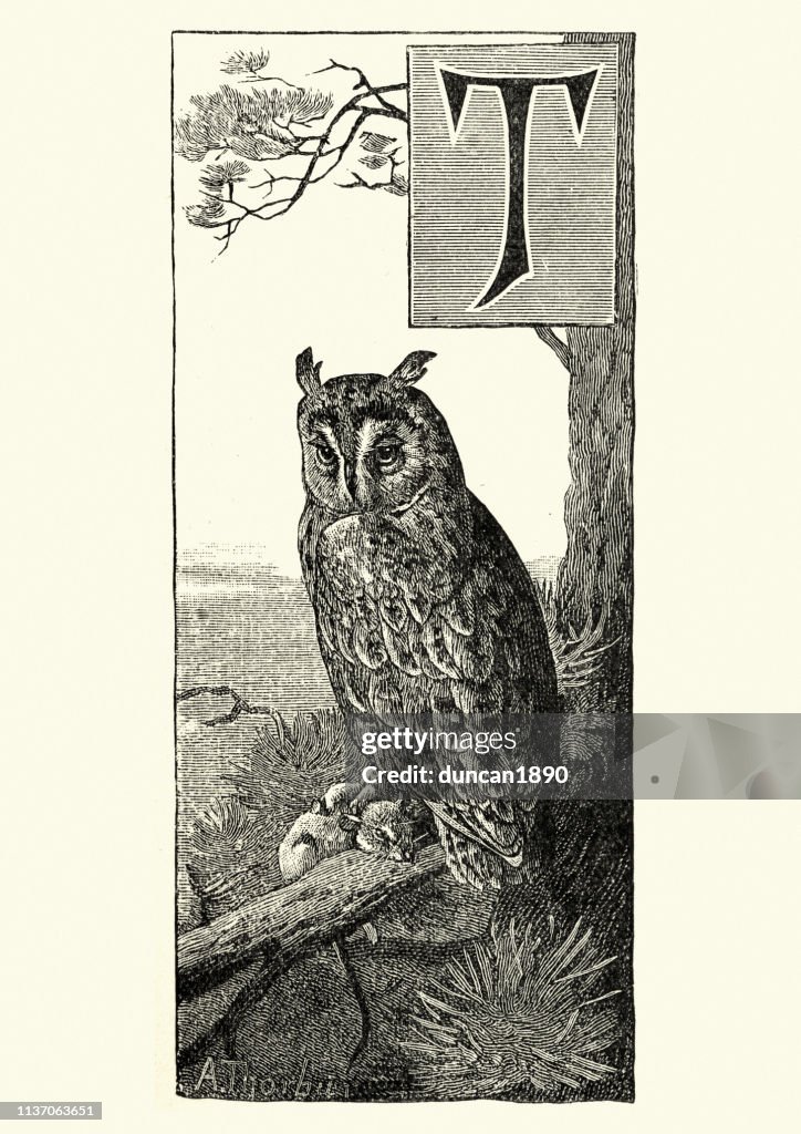 Natural history, birds of prey, long-eared owl (Asio otus)