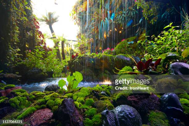 tropical forest waterfall background. - tropischer regenwald stock-fotos und bilder