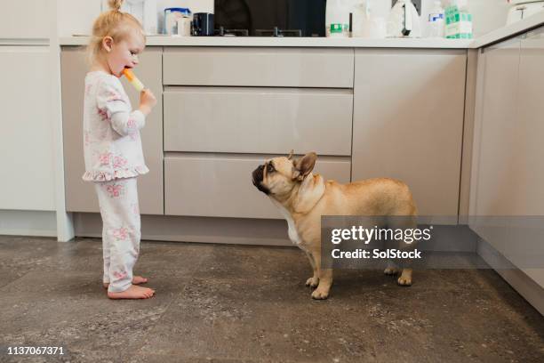 ice lolly showdown - dog eating a girl out stockfoto's en -beelden