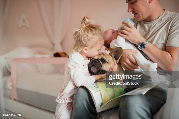 best friends - cute baby bulldogs stock pictures, royalty-free photos & images