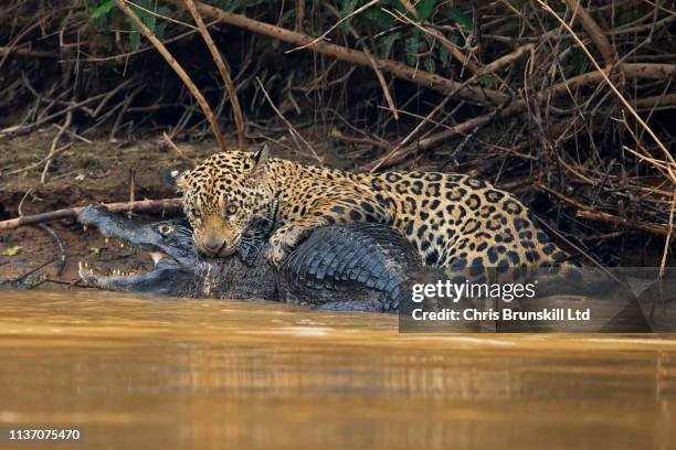 jaguar vs caiman - caiman stock pictures, royalty-free photos & images