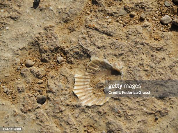 fossilized shell in the limestone of tample of hercules, valley of temples, agrigento - shell fossil stock pictures, royalty-free photos & images