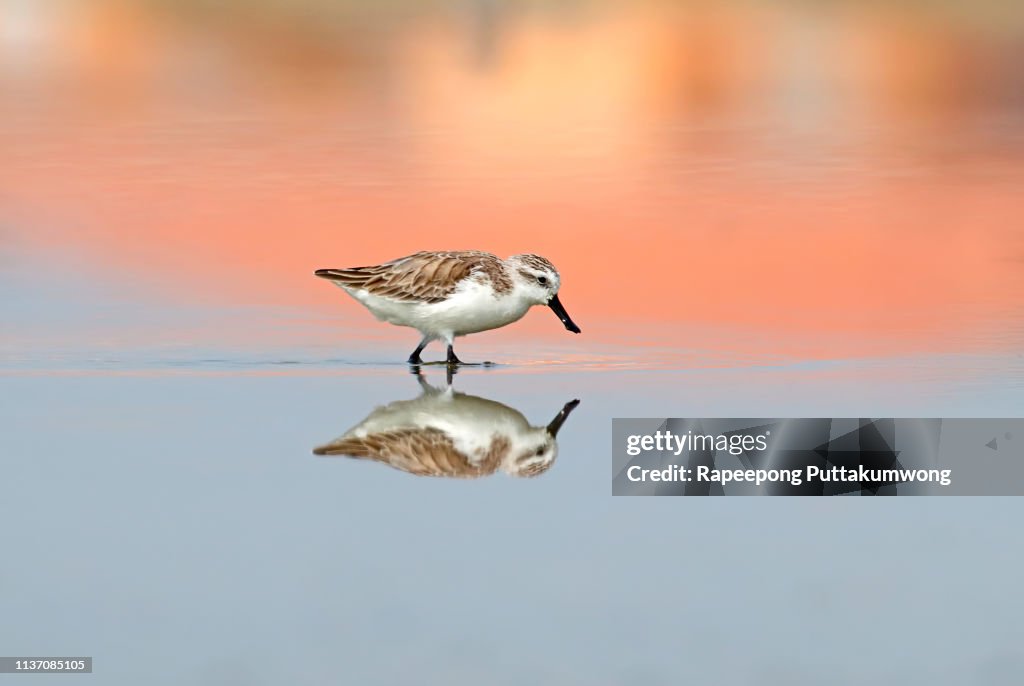 Spoon-billed Sandpiper Calidris pygmaea Beautiful Birds of Thailand reflection
