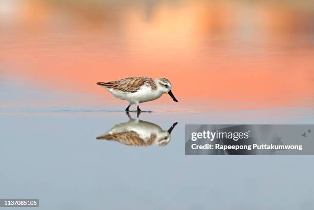spoon-billed sandpiper calidris pygmaea beautiful birds of thailand reflection - skedsnäppa bildbanksfoton och bilder