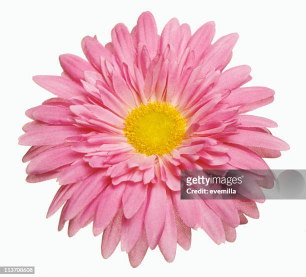 barbeton margarita flores gerbera abertura sobre blanco - gerbera daisy fotografías e imágenes de stock