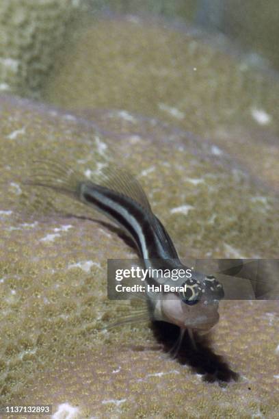 striped coral blenny - blenny stock pictures, royalty-free photos & images