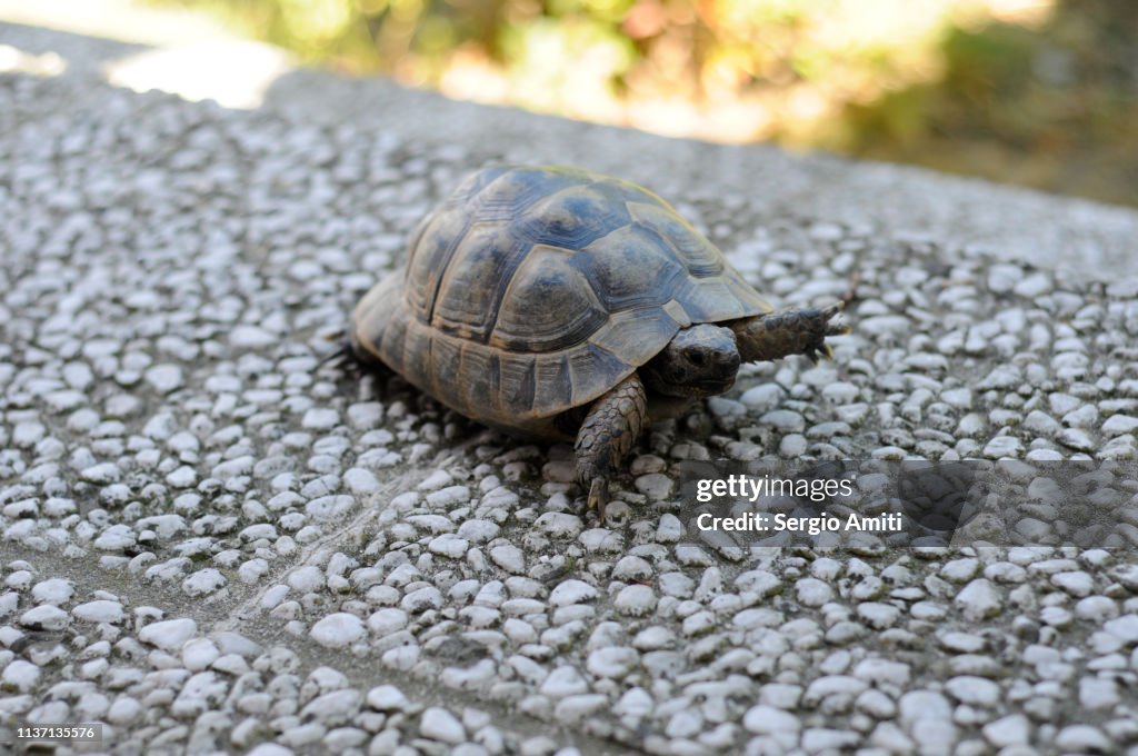 Marginated Tortoise