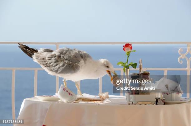 seagull stealing a muffin on a balcony in capri - seagull food stock pictures, royalty-free photos & images