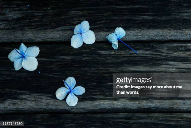 four plumbago fallen on the ground after much rain. still life. - plumbago stock pictures, royalty-free photos & images