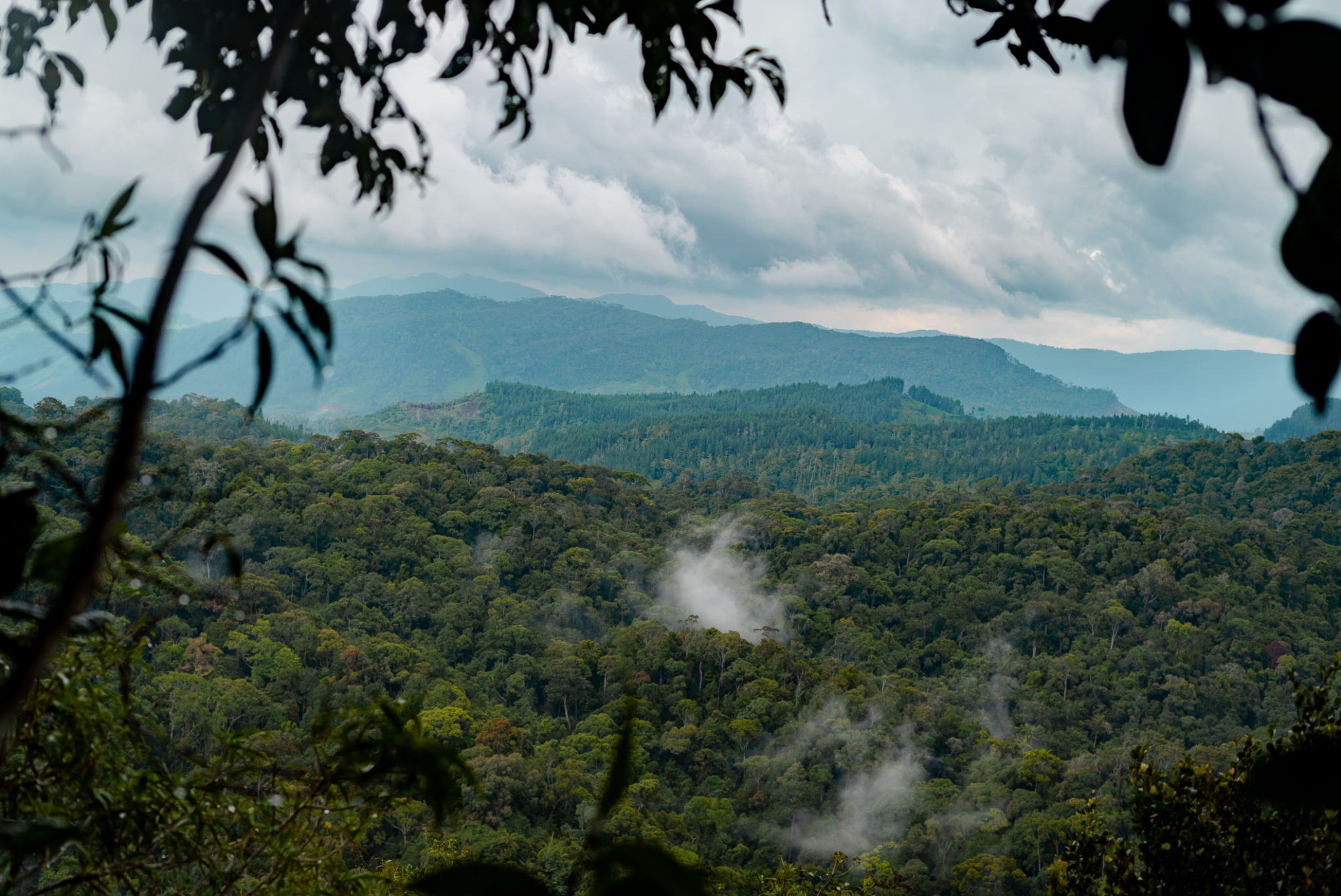 sinharaja forest