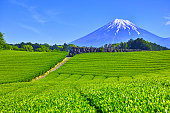 Tea plantations and Mt. Fuji